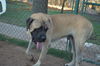 Max-ADOPTION PENDING!!!