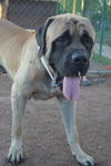 Max-ADOPTION PENDING!!!