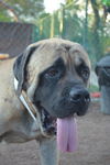 Max-ADOPTION PENDING!!!