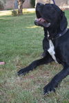 Jake-ADOPTION PENDING!!!