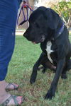 Jake-ADOPTION PENDING!!!