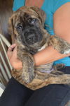 brindle puppy
