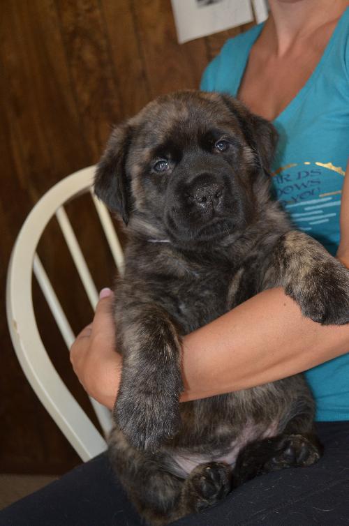 Brindle english best sale mastiff puppy