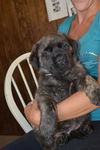 Brindle fluffy Mastiff