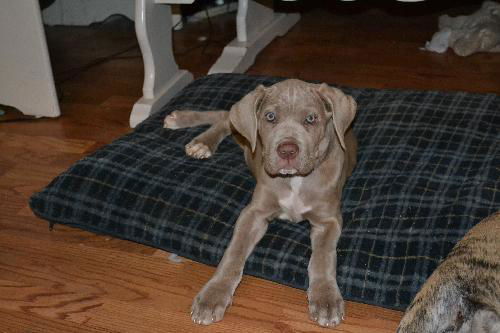 Female Neapolitan Mastiff Puppies