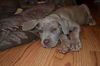 Female Neapolitan Mastiff Puppies