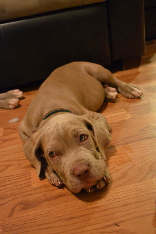 Female Neapolitan Mastiff Puppy