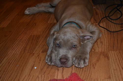 Female Neapolitan Mastiff Puppy