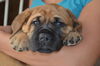 purple male english mastiff