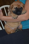 purple male english mastiff