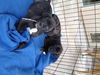 Cane Corso Pup-ADOPTION PENDING!!