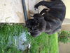 Cane Corso Pup-ADOPTION PENDING!!