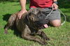 Cassi-ADOPTION PENDING!!!