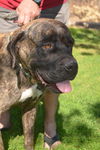 Cassi-ADOPTION PENDING!!!