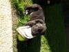 Cane Corso Puppies