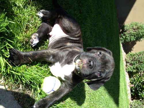 Cane Corso Puppies