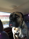 Miles-ADOPTION PENDING