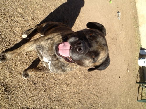 Miles-ADOPTION PENDING