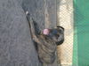 Miles-ADOPTION PENDING