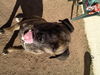 Miles-ADOPTION PENDING