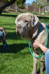 Fiona ADOPTION PENDING