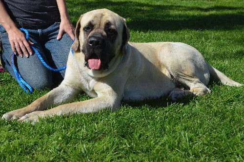 Boswell ADOPTION PENDING