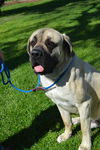 Boswell ADOPTION PENDING