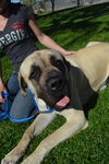 Boswell ADOPTION PENDING