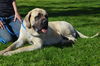 Boswell ADOPTION PENDING