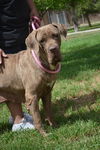 Carina ADOPTION PENDING