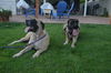 Baxter and Bella ADOPTION PENDING!!!