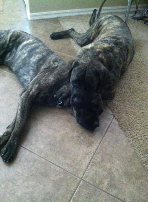 Max- ADOPTION PENDING