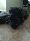 Max- ADOPTION PENDING