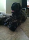 Max- ADOPTION PENDING