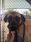 Fiona Adoption Pending