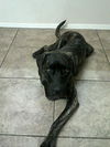 Bella adoption pending