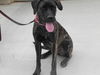 Bella adoption pending