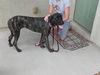 Bella adoption pending