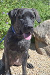 Bella adoption pending