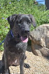 Bella adoption pending