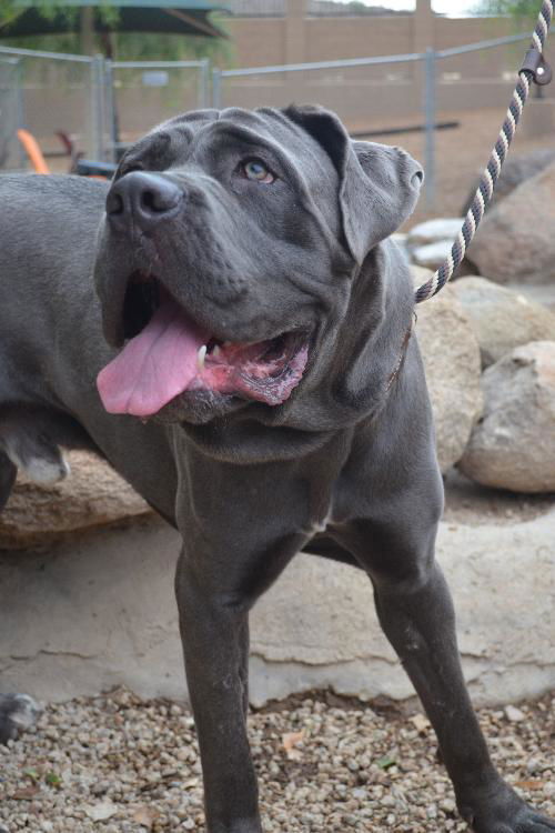 Maximus adoption pending