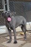Maximus adoption pending