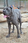 Maximus adoption pending