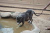 Maximus adoption pending