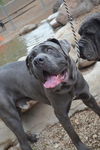 Maximus adoption pending