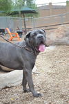 Maximus adoption pending
