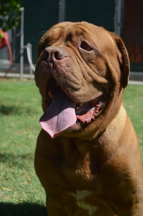 Boris adoption pending