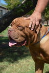 Boris adoption pending