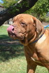Boris adoption pending