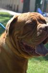 Boris adoption pending